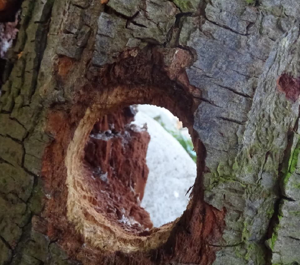 Spechthöhle im morschen Pflaumenbaum