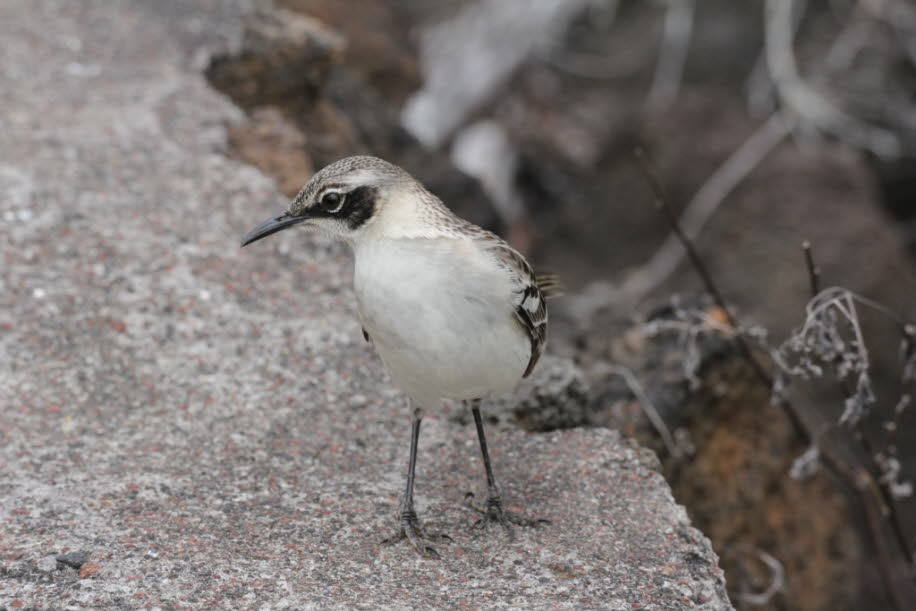 Galapagos-Spottdrossel (Mimus Parvulus) - Santa Cruz, Galapagos-Insel