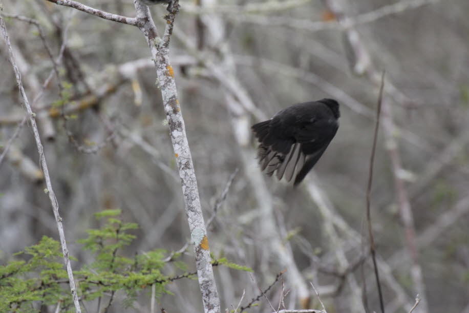 Galapagos-Spottdrossel (Mimus Parvulus) - Santa Cruz, Galapagos-Insel