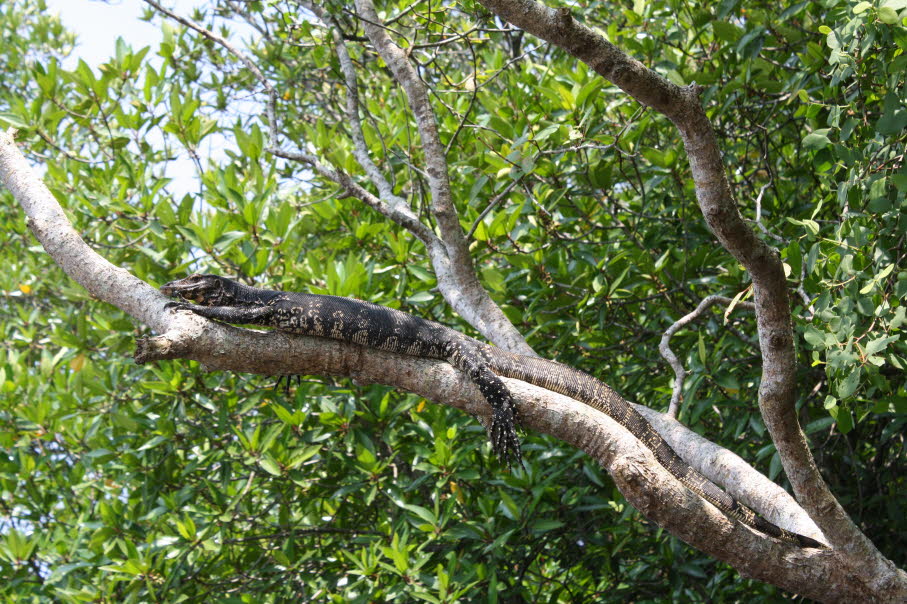Leguan im Yala-Nationalpark