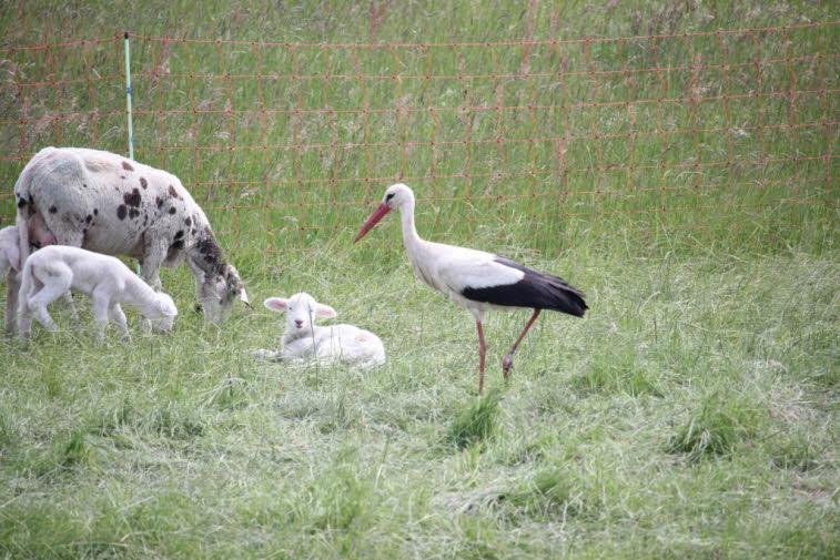 Der Storch ist ein Schreitvögel und wird in 19 Arten unterschieden. 