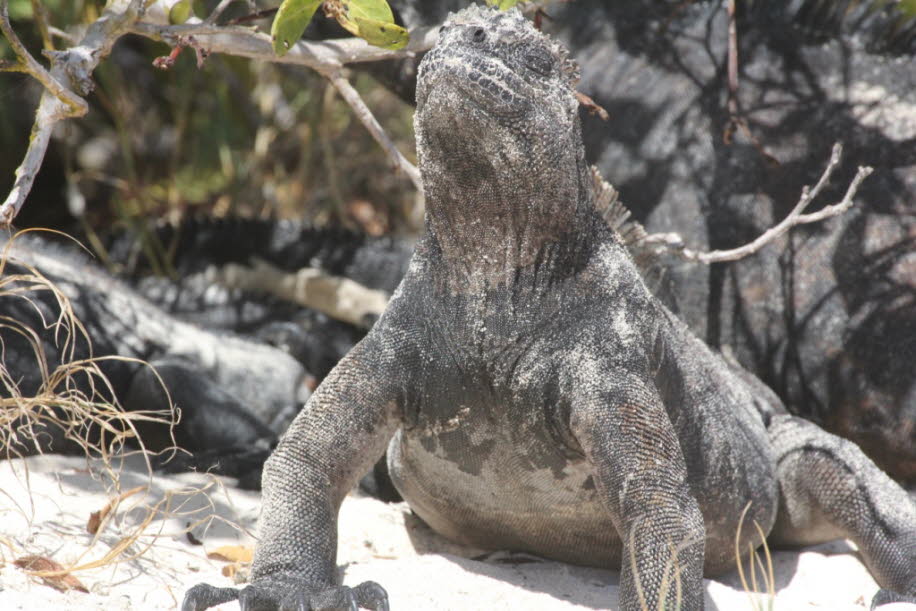 Strand der Meerechsen  bei Puerto Villamil Isla Isabela Galapagos - Die Meerechse (Amblyrhynchus cristatus) ist eine endemisch auf den Galápagos-Inseln vorkommende Leguanart. Sie lebt auf allen Inseln, meist an Felsküsten, aber auch in Mangrovenbeständen.