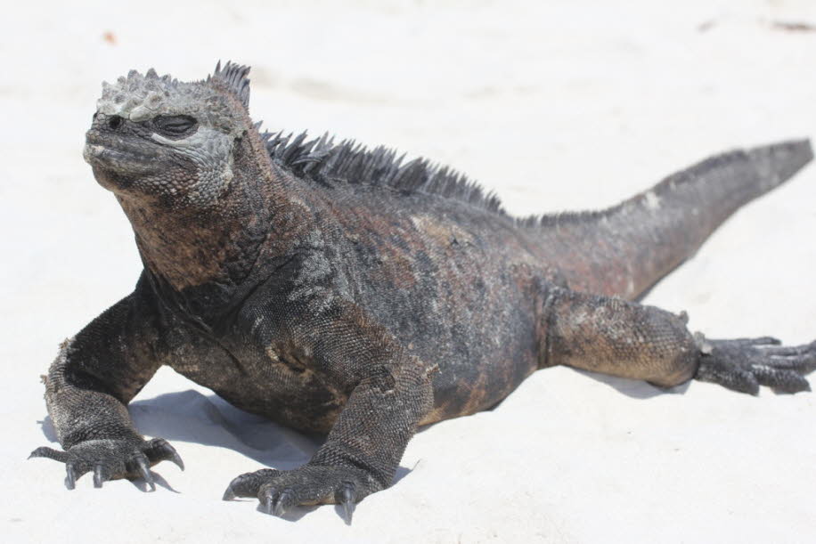 Strand der Meerechsen  bei Puerto Villamil Isla Isabela Galapagos 