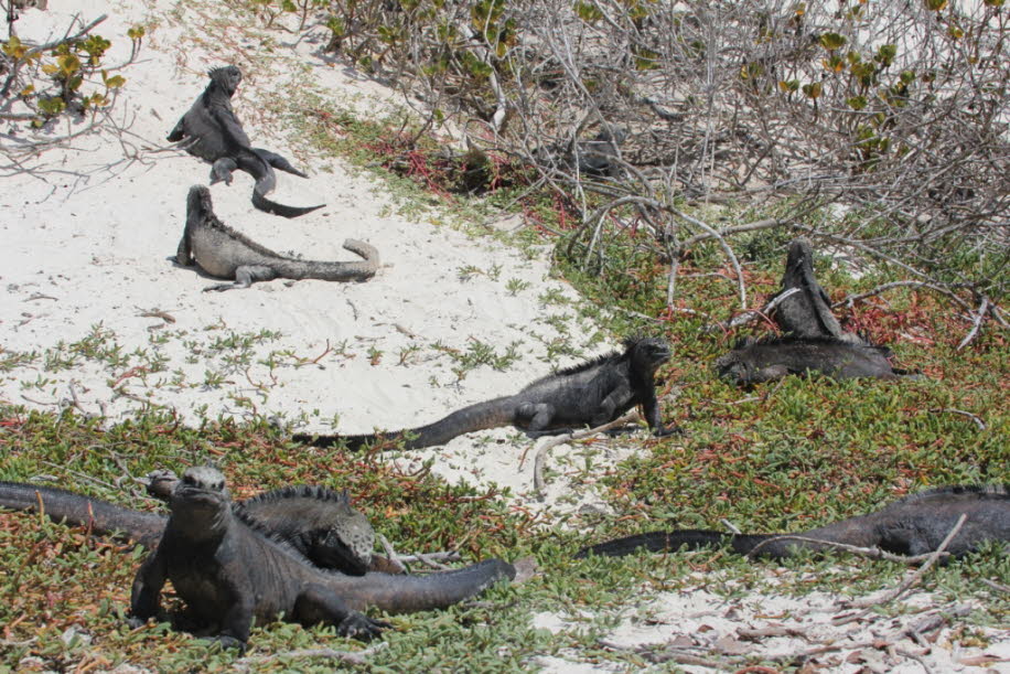 Strand der Meerechsen  bei Puerto Villamil Isla Isabela Galapagos 