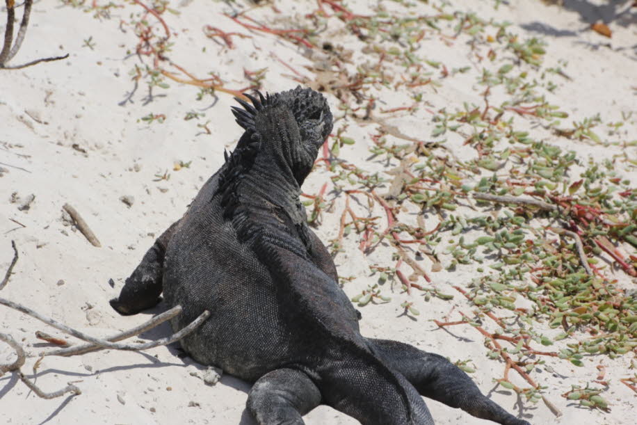 Strand der Meerechsen  bei Puerto Villamil Isla Isabela Galapagos 