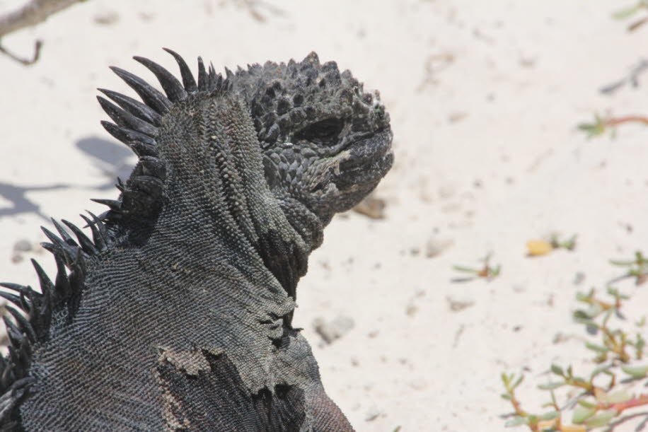 Strand der Meerechsen  bei Puerto Villamil Isla Isabela Galapagos 