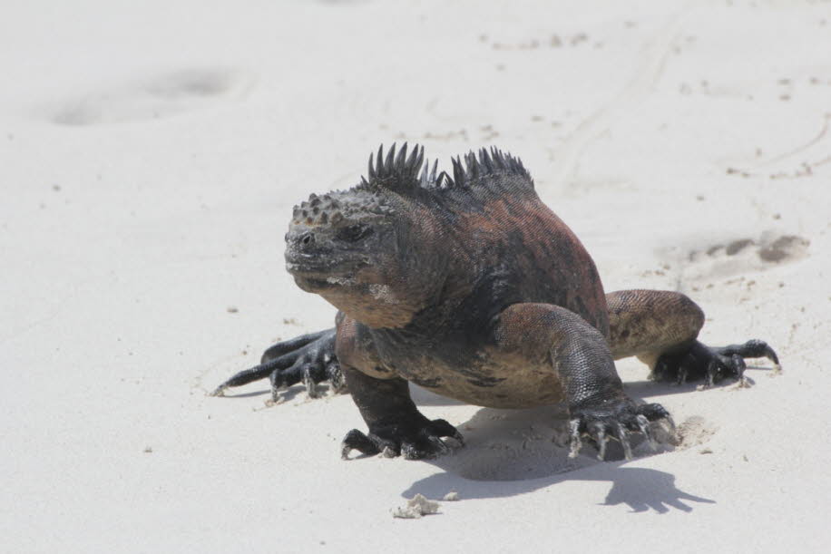 Strand der Meerechsen  bei Puerto Villamil Isla Isabela Galapagos 