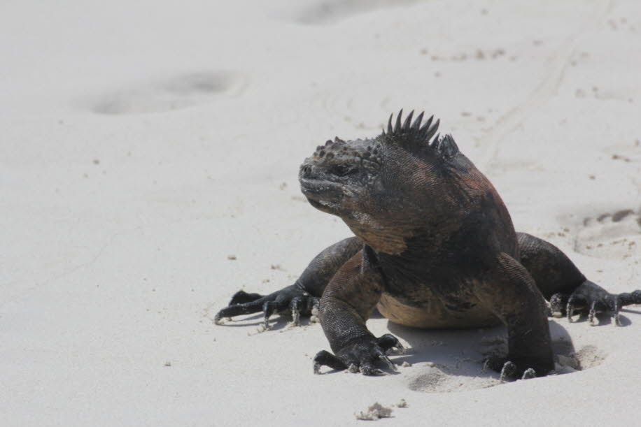 Strand der Meerechsen  bei Puerto Villamil Isla Isabela Galapagos 