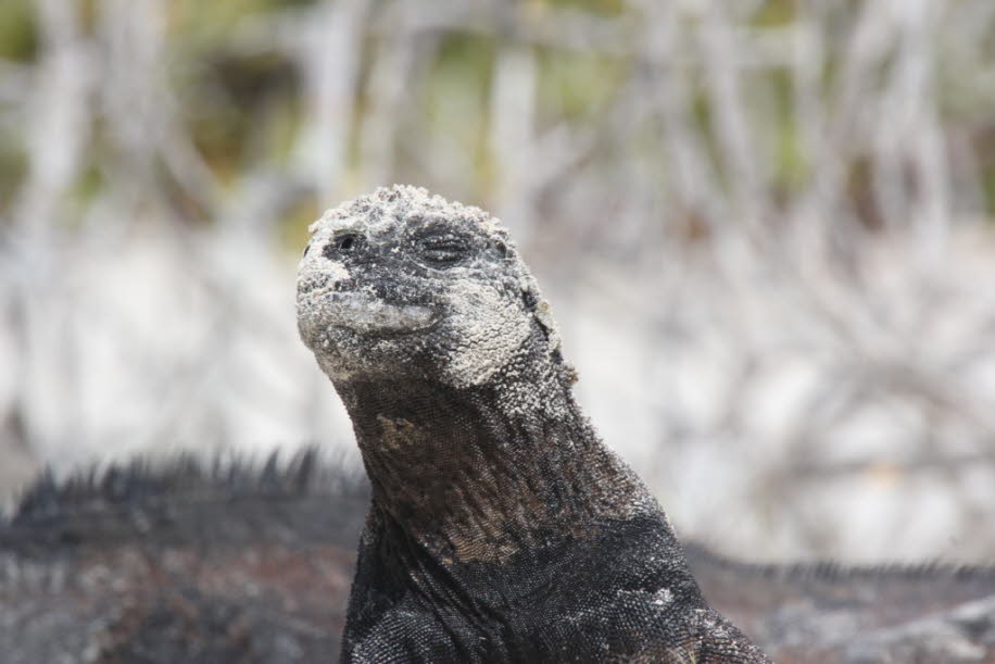 Strand der Meerechsen  bei Puerto Villamil Isla Isabela Galapagos 