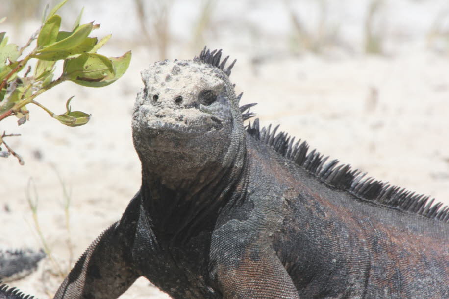 Strand der Meerechsen  bei Puerto Villamil Isla Isabela Galapagos 