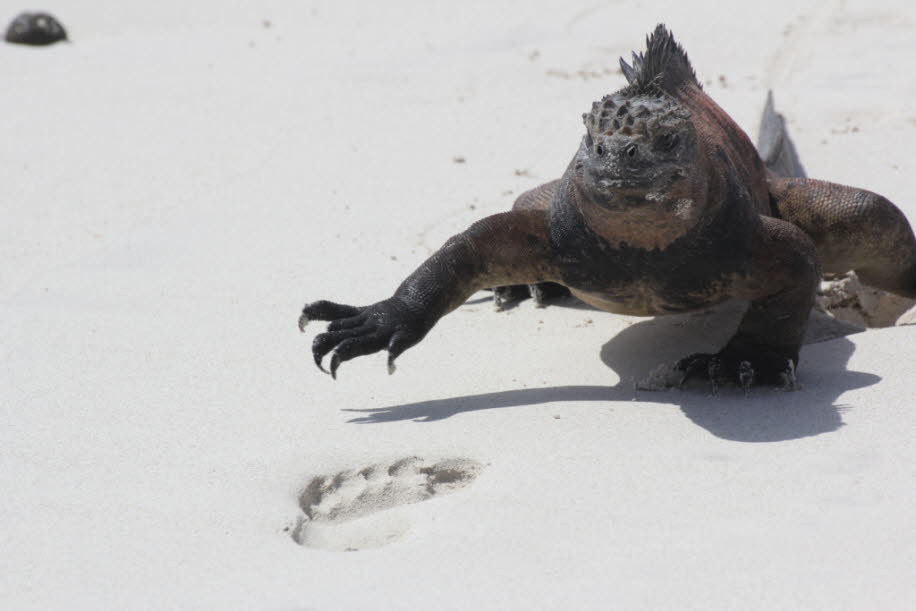 Strand der Meerechsen  bei Puerto Villamil Isla Isabela Galapagos 