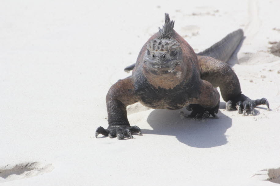 Strand der Meerechsen  bei Puerto Villamil Isla Isabela Galapagos 