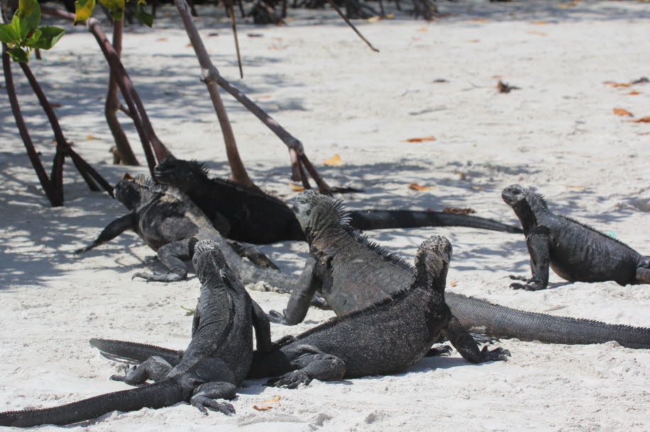 Strand der Meerechsen  bei Puerto Villamil Isla Isabela Galapagos