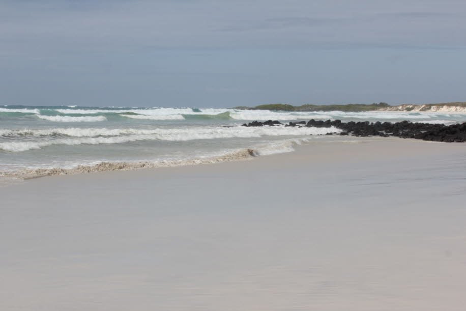 Strand der Meerechsen und Seelöwen bei Puerto Villamil Isla Isabela Galapagos   