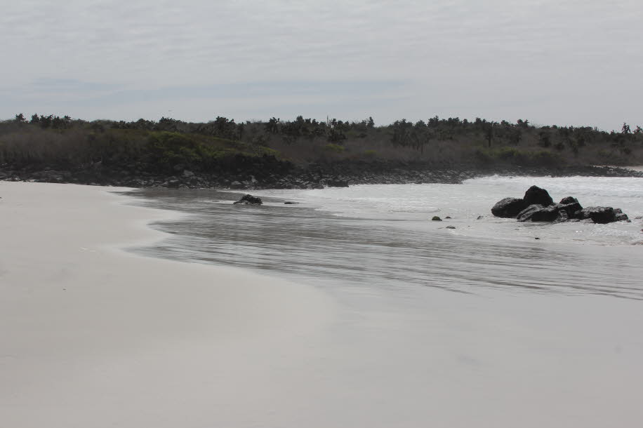 Strand der Meerechsen und Seelöwen bei Puerto Villamil Isla Isabela Galapagos  