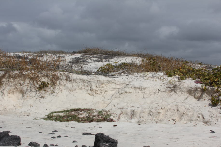 Strand der Meerechsen und Seelöwen bei Puerto Villamil Isla Isabela Galapagos   (3)