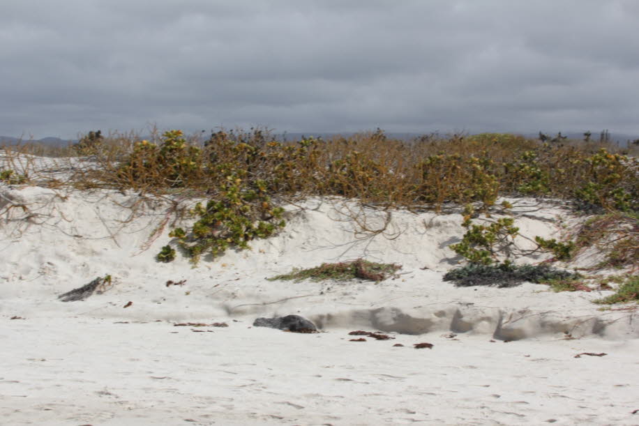 Strand der Meerechsen und Seelöwen bei Puerto Villamil Isla Isabela Galapagos 