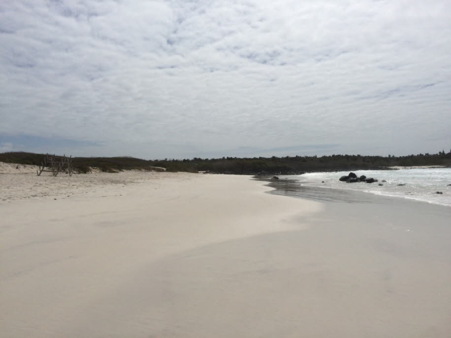 Strand der Meerechsen und Seelöwen bei Puerto Villamil Isla Isabela Galapagos  