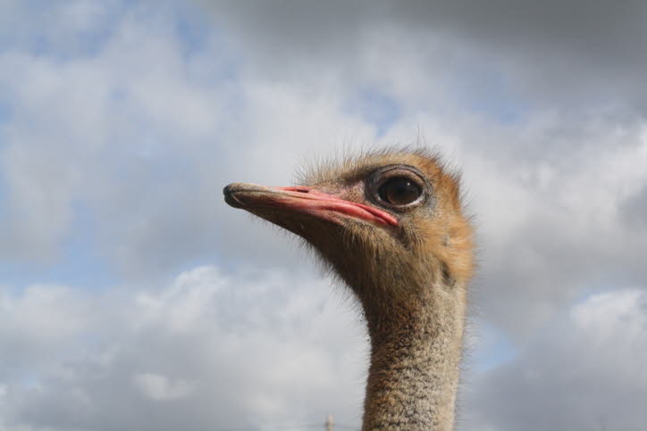 Die frühesten Fossilien dieser Gattung stammen aus dem frühen Miozän und stammen aus Afrika, so dass angenommen wird, dass sie dort entstanden sind. Während die Identifikation der afrikanischen fossilen Arten vergleichsweise einfach ist, wurden viele asia
