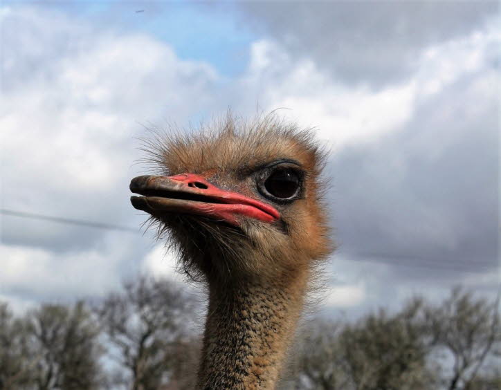 Verteilung und Lebensraum: Strauße kommen heute nur noch in freier Wildbahn in Afrika vor, wo sie in einer Reihe von offenen trockenen und semiariden Lebensräumen wie Savannen und der Sahelzone vorkommen, sowohl nördlich als auch südlich des äquatorialen 