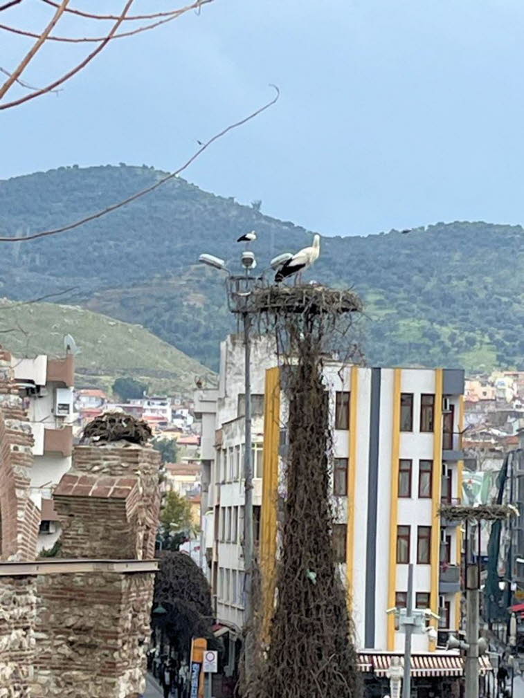 Strochennester im Zentrum von Selcuk:Die antiken Aquädukte im Zentrum von Selçuk (nahe Ephesus) sind ein bekanntes Fotomotiv, da sie fast alljährlich von Störchen als Nistplätze genutzt werden.