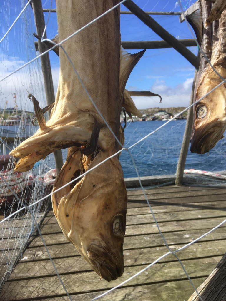 Stockfisch in Svolvær 