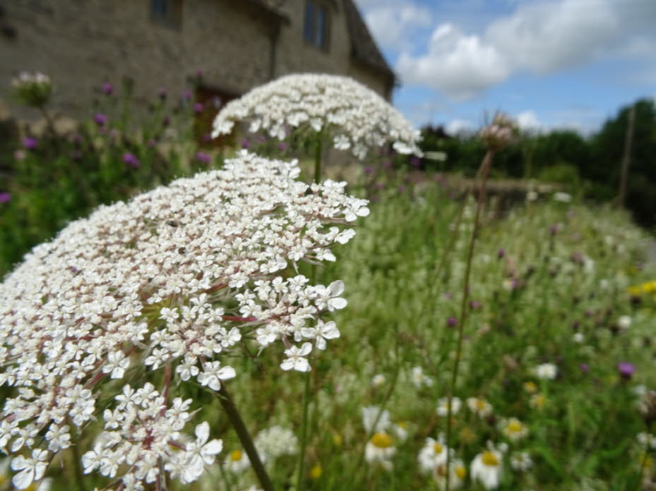 The Cotswolds