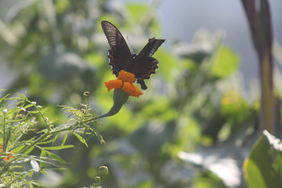 Heliconius gehören zu bunten und zur weit verbreiteten Gattung von bürstenfüßigen Schmetterlingen, die gemeinhin als Longwings oder Heliconians bekannt sind. 