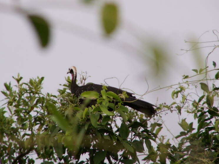 Truthahngeier Brasilien Pantanal