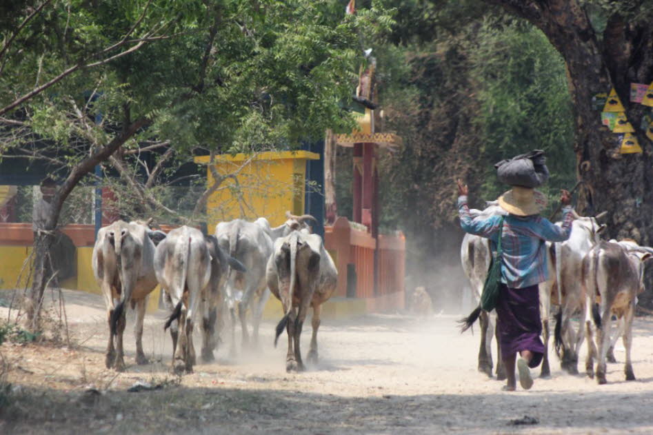 Viehherde bei Bagan