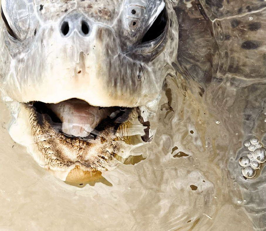 Vogelschnabel mit Panzer. Schildkröten haben keine Zähne, sondern Schnäbel wie Vögel!
