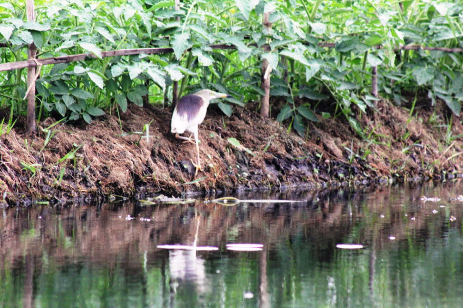 Mangrovereiher auf dem Inlesee