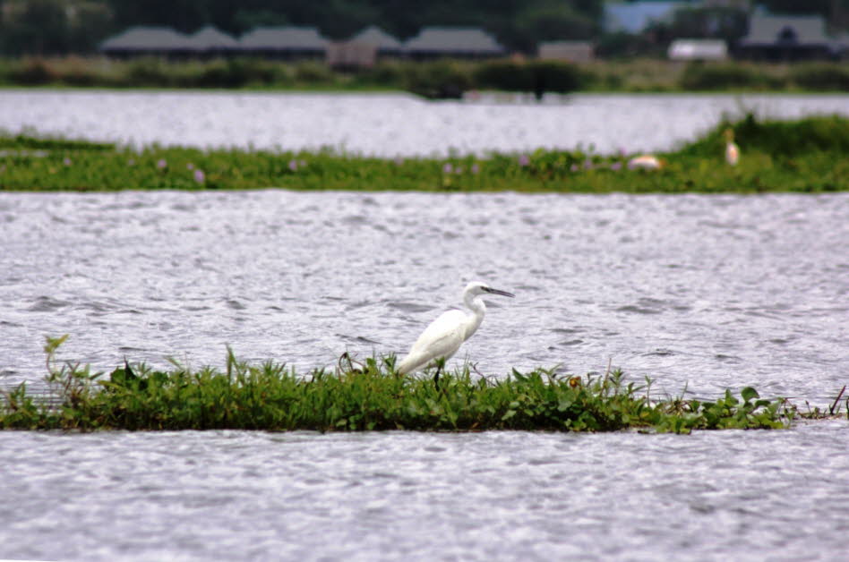 Wasservögel auf dem Inlesee