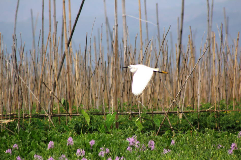 Silberreiher am Inlesee 