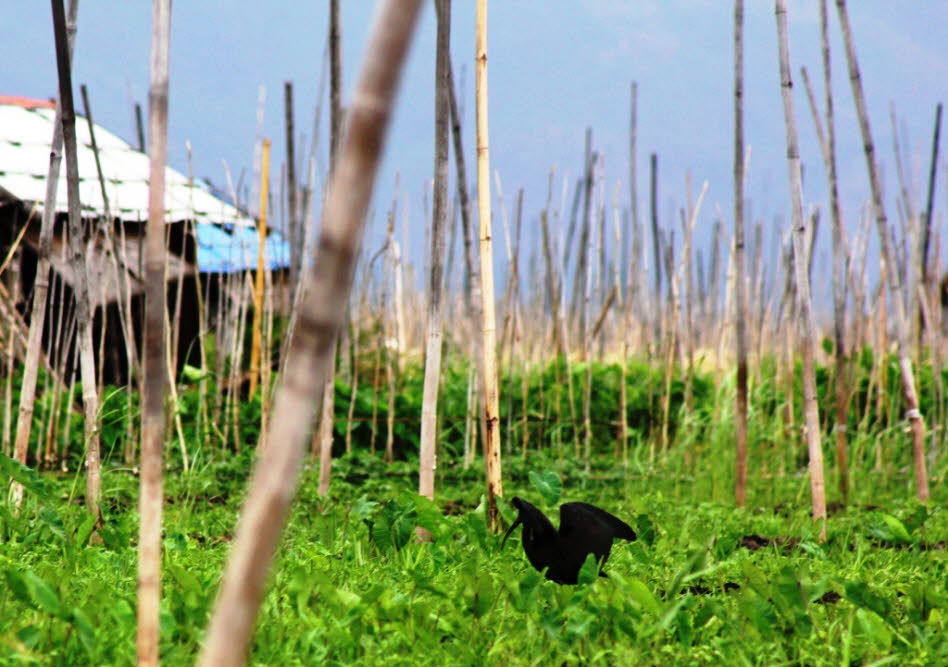 Wasservögel auf dem Inlesee - Ibis: Die Ibisse und Löffler oder Ibisvögel (Threskiornithidae) sind eine Familie aus der Ordnung der Schreitvögel (Ciconiiformes). Wie der Name bereits sagt, umfasst die Familie zwei Vogeltypen, die jeweils eine Unterfamilie