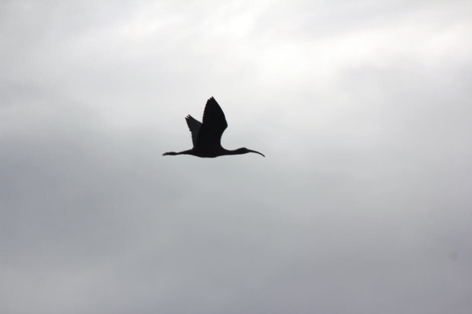 Wasservögel auf dem Inlesee - Ibis: Die nördlicheren Bevölkerungen sind vollständig wandernd und reisen auf breiter Front, zum Beispiel durch die Sahara. Glänzende Ibis, die im Schwarzen Meer beringt wurden, scheinen die Sahelzone und Westafrika dem Winte