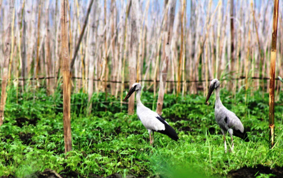 Wasservögel auf dem Inlesee - Störche