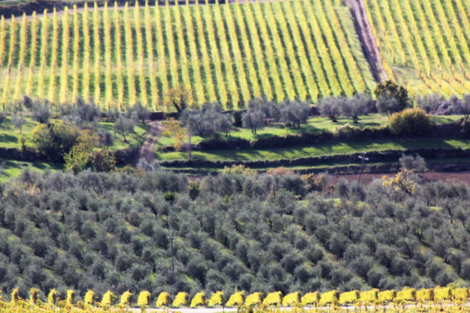 Wein und Oliven bei Greve Toskana