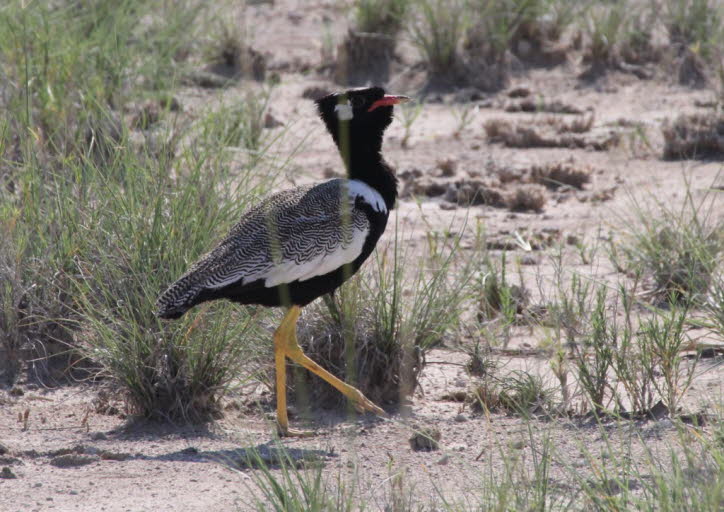 Weißflügeltrappe in der Etoshapfanne 