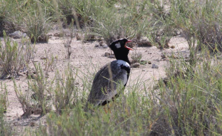 Weißflügeltrappe in der Etoshapfanne 