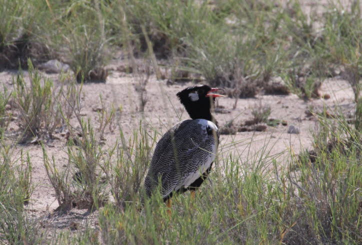 Weißflügeltrappe in der Etoshapfanne 