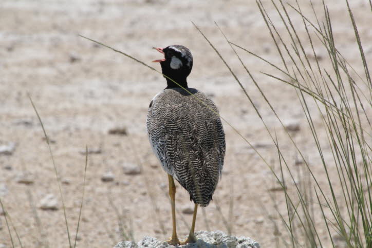 Weißflügeltrappe in der Etoshapfanne 