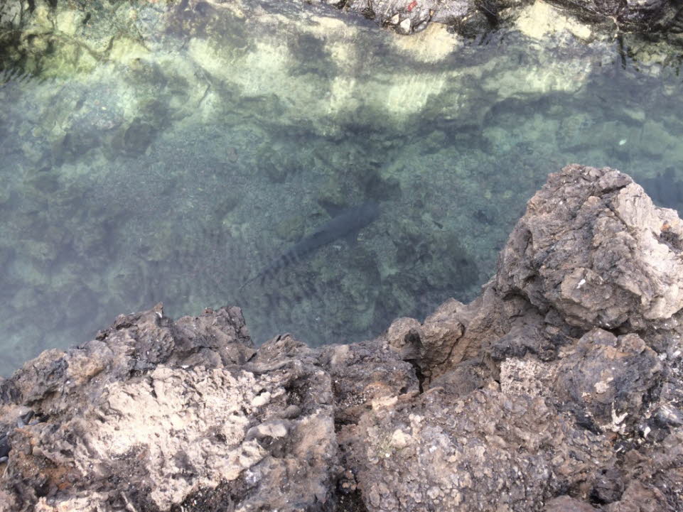 Weißspitzenhaie im Ruhekanal vor Isabela Island