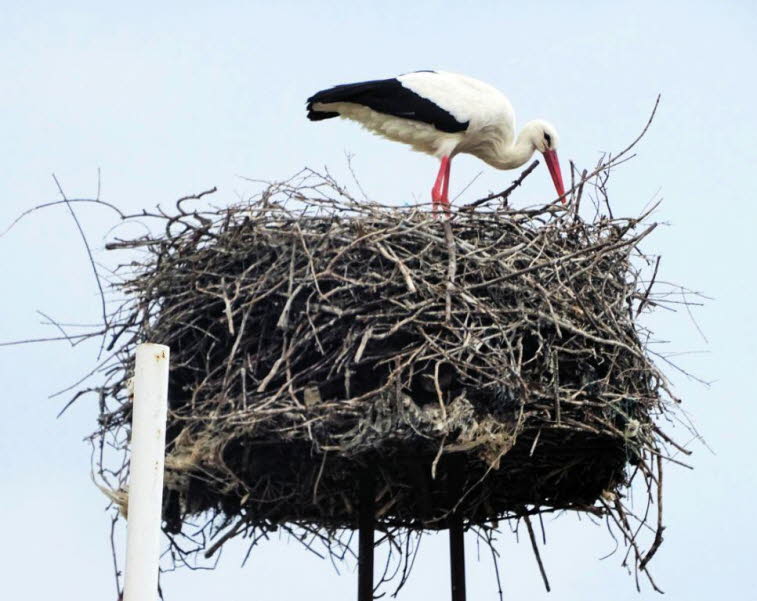 Weißstorch