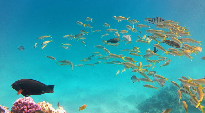 Yellowfin goatfish, Red Sea, Egypt Gelbflossen Meerbarben 