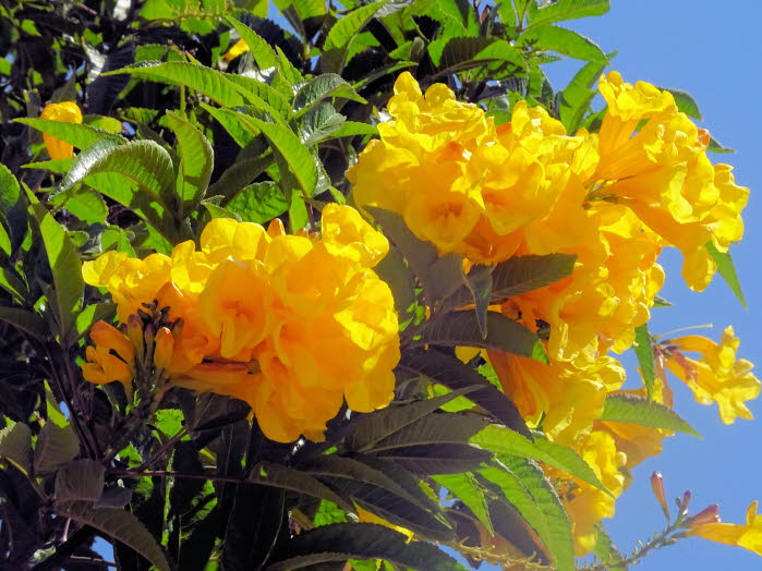 Gelbe Trompetenblume: Der Goldene Trompetenbaum stiehlt in jeder Landschaft die Show, weil er das intensivste Gelb und die atemberaubendste Blütenpracht hat. Goldgelbe, trompetenförmige Blüten (10 cm lang) erscheinen im März und April und bilden normalerw