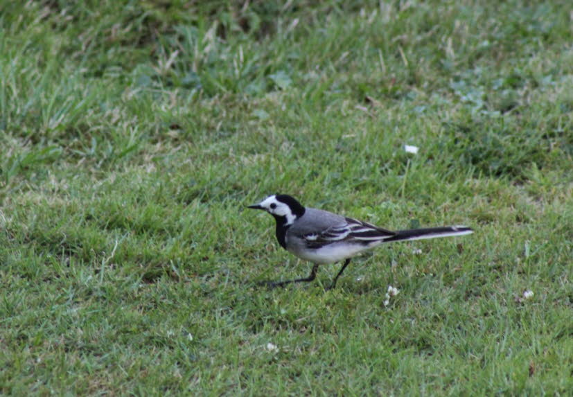 Bachstelze: Die Bachstelze ist durch ihr kontrastreiches, schwarz-weiß-graues Gefieder und den stelzentypischen Wippschwanz gekennzeichnet. Ihre Bestände sind stabil. In Deutschland leben ca. eine Million Vögel.
