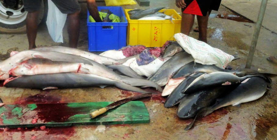 brutales Fischeschlachten