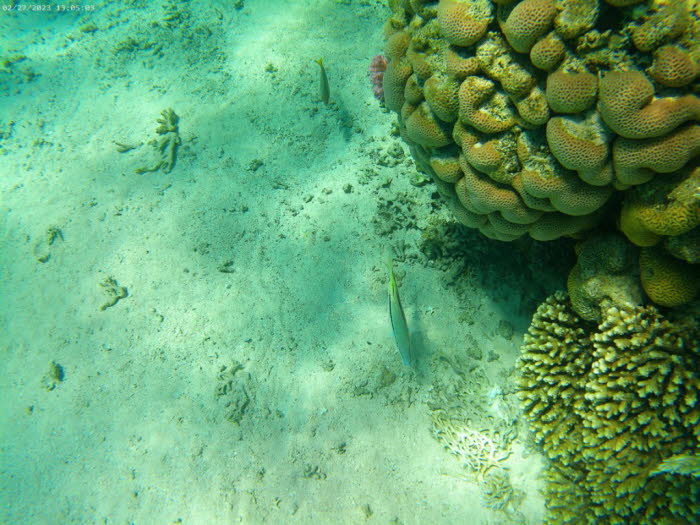 Hirnkoralle: Faviidae-Korallen werden typischerweise Faviiden genannt. Faviidae-Korallen sind in der Ordnung Scleractinia (Steinkorallen) und der Unterklasse Hexacorallia (oder auch als Zoantharia bekannt). Faviid-Korallen sind heterotroph. Sie gewinnen i