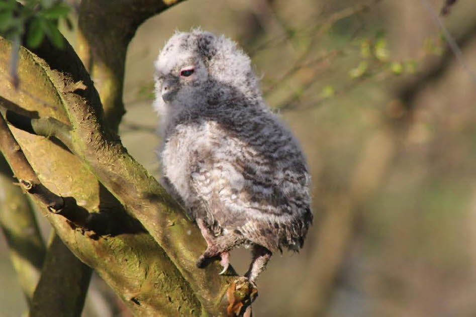 Waldkauz-Ästling - Der Waldkauz war in Deutschland Vogel des Jahres 2017.